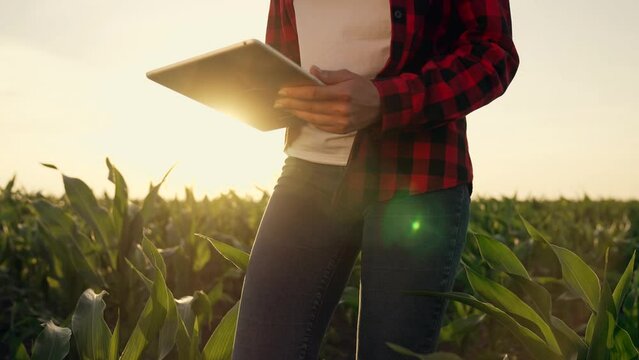 Farmer agronomist on an agricultural farm. Agribusiness. Young girl is walking in corn field with tablet. Farmer in field with green grass.Corn farm computer control. Agriculture concept. Agribusiness