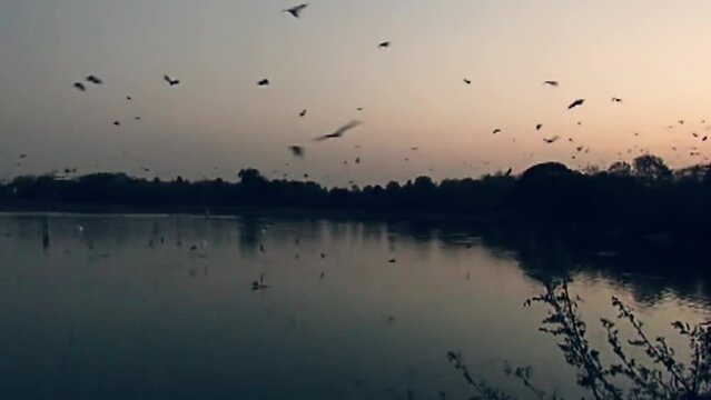 Footage of a cauldron of bats flying circling a lake in evening time, HD footage of a cloud of bats in the sky at day time.