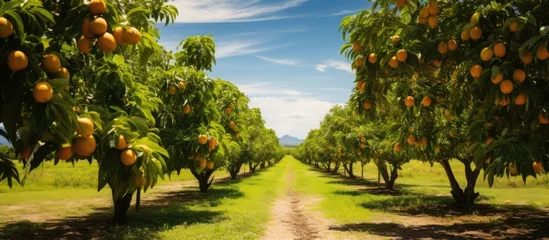 Keuken foto achterwand Gras Mango trees in an orchard With copyspace for text