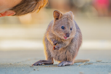 A baby Quokka, happy animal is sitting next to a man who is taking selfie, Rottnest island, Western...