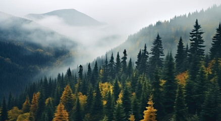 Beautiful natural landscape - hills with foggy fir forest - web banner - obrazy, fototapety, plakaty