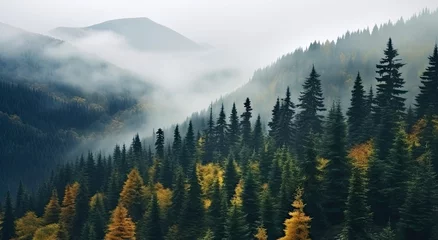 Fotobehang Beautiful natural landscape - hills with foggy fir forest - web banner © Kseniya