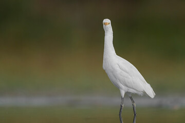 Looking at camera, the cattle egret  (Bubulcus ibis)