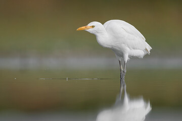 At hunt in the shallow waters, the cattle egret (Bubulcus ibis)