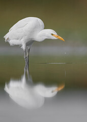 It's time to drink for the cattle egret (Bubulcus ibis)
