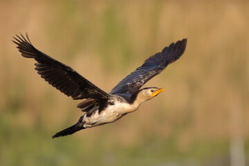 Little Pied Cormorant in Flight