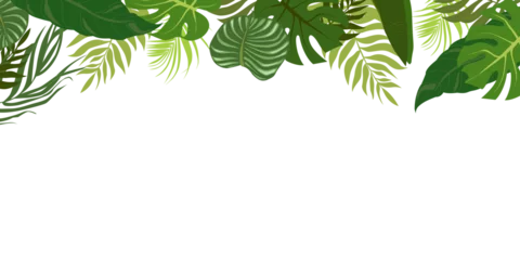 Foto op Plexiglas Horizontal background with green leaves of tropical palm tree, banana and monstera. Elegant backdrop decorated with foliage of exotic jungle plants. Natural border. Vector illustration. © ermine