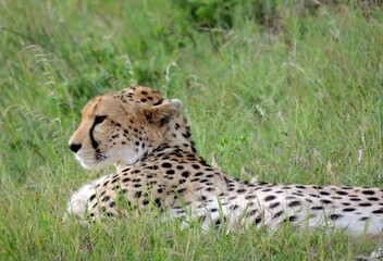 Naklejka na ściany i meble close up of a cheetah lying in the green grass on safari in maasai mara park, kenya, east africa