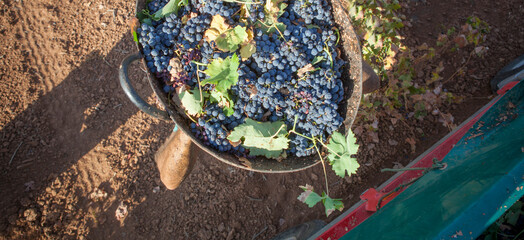 Grape harvester carries the bucket on his head to the trailer