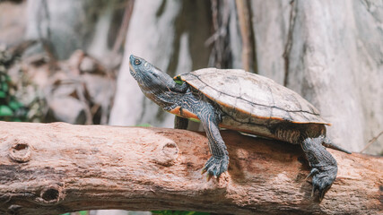 Close up view of the turtle	
