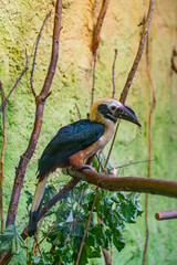 Tariktik-Hornvogel