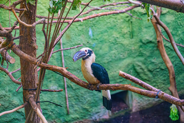 Tariktik-Hornvogel © LegusPic