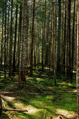 Obraz premium A dense forest has fallen down