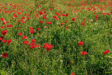 A large field of bright red poppies