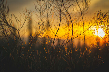 Outlines of grass against backdrop of bright setting sun. Outline of steppe plants against background of setting sun.