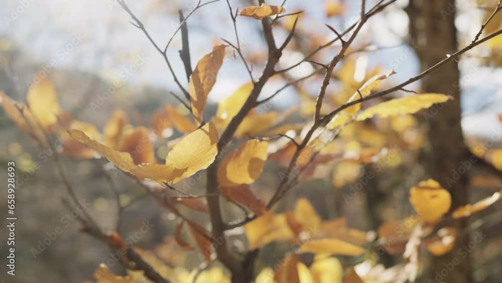 Canvas Prints slow motion of autumn leaves on a branch in october