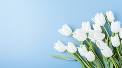 White tulips on a blue background. White flowers on blue.