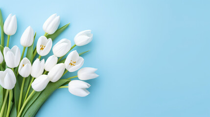 White tulips on a blue background. White flowers on blue.