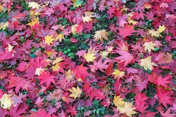 Papier Peint photo Lavable Roze 清川陣屋の秋景色