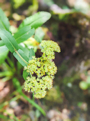 Sedum maximum - Wild plant shot in summer.