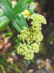 Sedum maximum - Wild plant shot in summer.