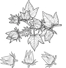 Fruit, Illustration Hand Drawn Sketch of Fresh Hibiscus Sabdariffa or Roselle Plant with Blossoms, Leaves and Fruits Isolated on White Background..eps © arunee