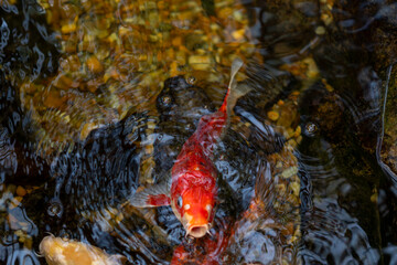 KOI FISH IN ZEN POND