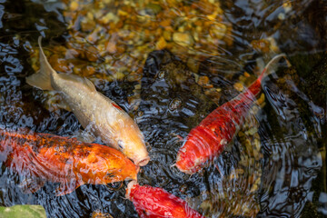 KOI FISH IN ZEN POND