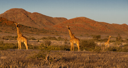 Giraffe in the wild during sunset, Namibia, Africa