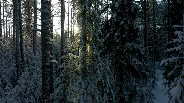 Sun's rays in winter forest covered snow. Spruces in snow. Forest after snowfall. Branches of fir trees bent under snow