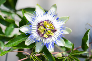 beautiful passion flower close-up