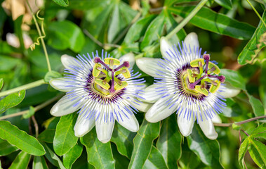 beautiful passion flower close-up