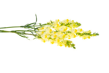 yellow snapdragon flowers isolated