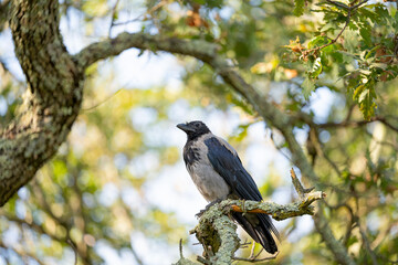 crow sitting on a tree branch