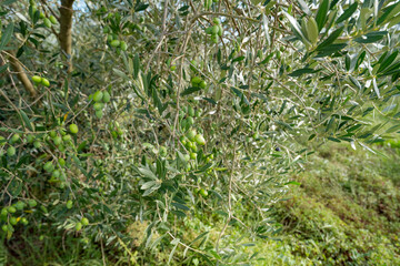 garden with olive trees on a sunny day