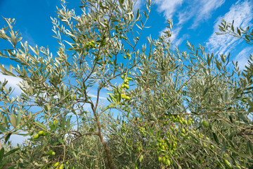 garden with olive trees on a sunny day