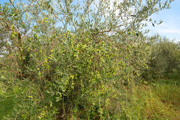 Fototapeta na wymiar garden with olive trees on a sunny day