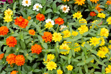 Zinnia flower in the garden