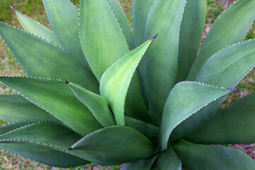 Agave plant in the garden. Agave guiengola