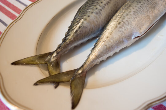 Raw saltwater fish Atlantic mackerel, Scomber scombrus on a white plate, raw seafood from Adriatic sea, Dalmatian cuisine