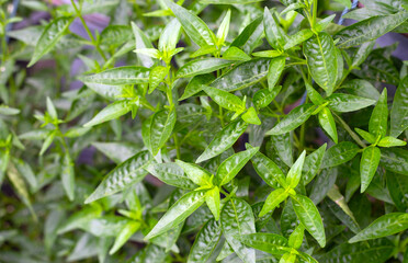 Andrographis paniculata plant in the garden