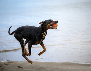 A black dog jumping to catch a ball with all four legs up in the air. Auckland.