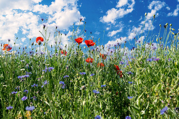 Red poppies and blue cornflowers. Blooming Pentecost field	
