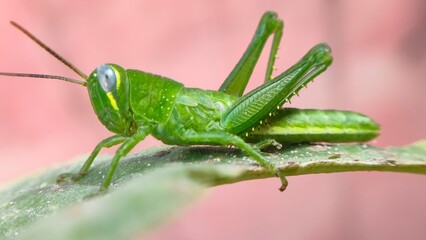 Green grasshoppers eat leaves, especially orange leaves, whether young or young. Rancaekak Bandung, Indonesia, Asia, 04 October 2023.