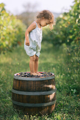 Young kid trampling or stomping grapes in vineyard. Traditional producing wine concept