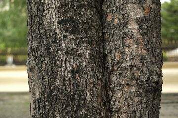 Fototapeta premium fresh texture of pine bark