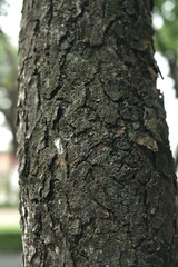 hard structured tree skin
