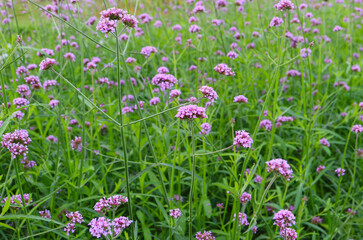 Obraz na płótnie Canvas Field of Beautiful Blooming Verbena Bonariensis or Purpletop Vervain