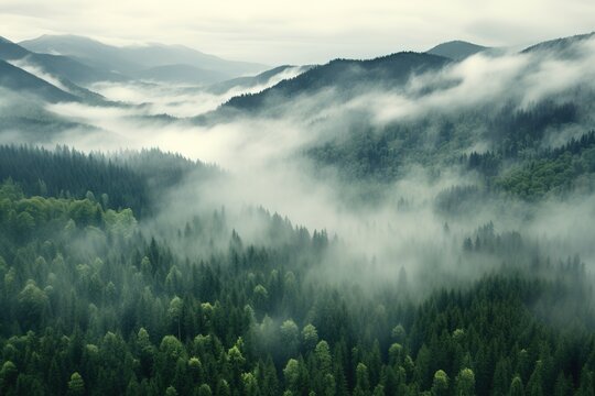 Fototapeta Aerial view of a misty forest on a foggy day.