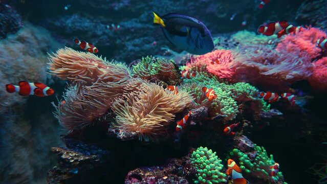 Beautiful close up view of many clownfish and other fish swimming near magnificent sea anemone and colorful coral reefs. Underwater shooting